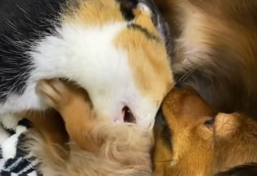 ダックスフンド,動画