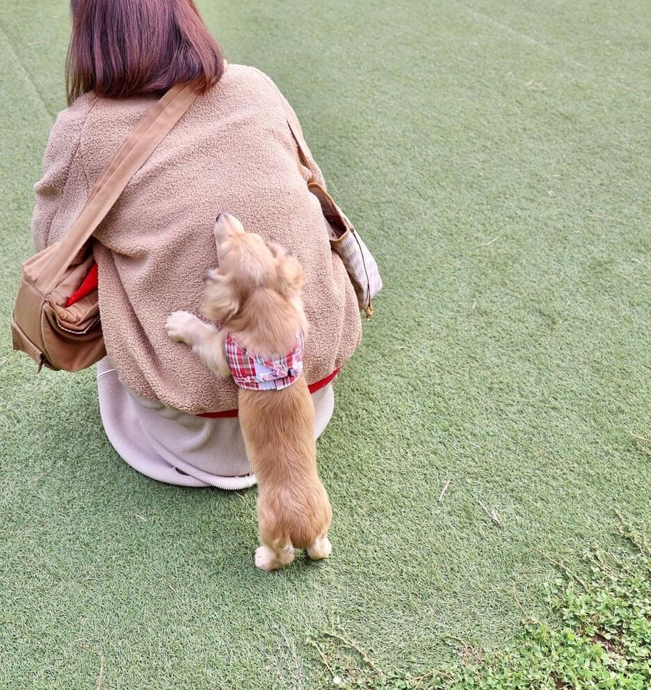 ダックスフンド,動画