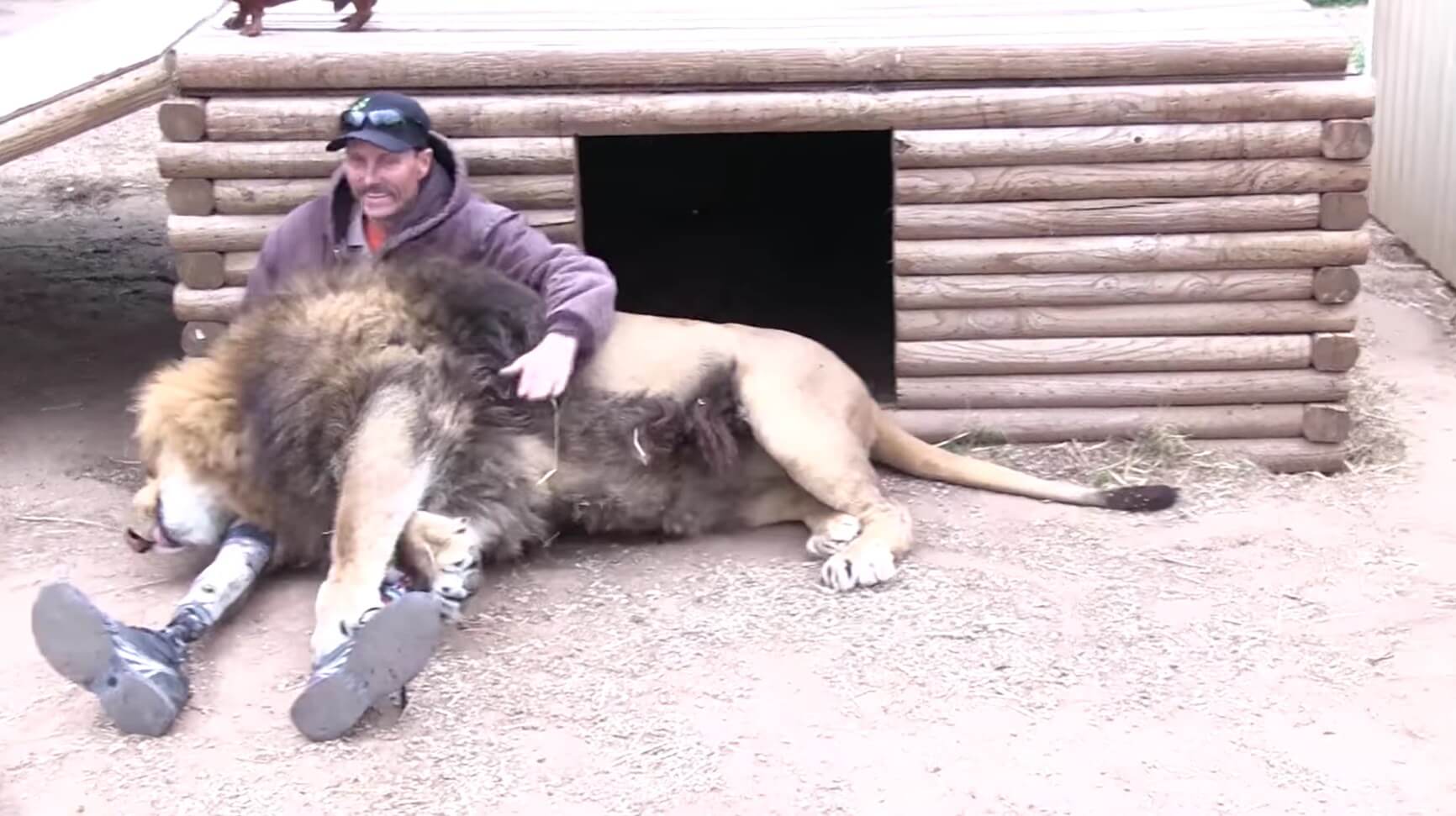 ダックスフンド,動画