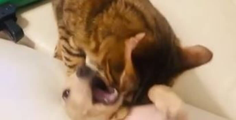 ダックスフンド,動画