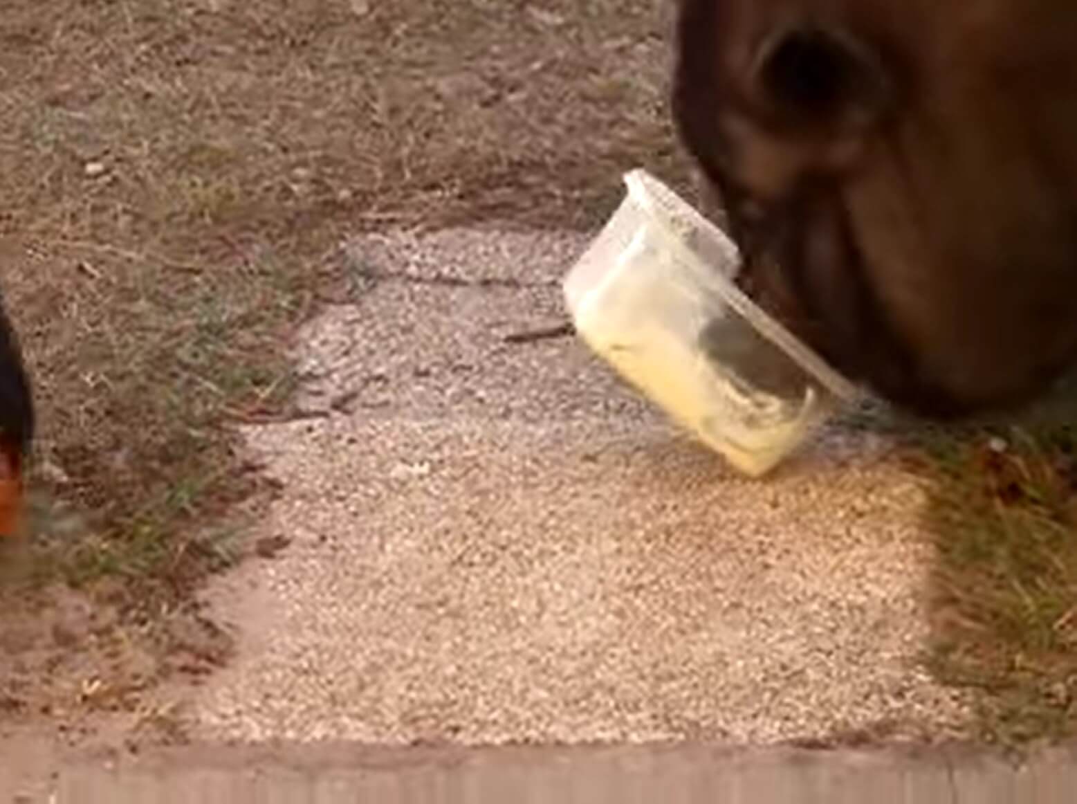 ダックスフンド,動画