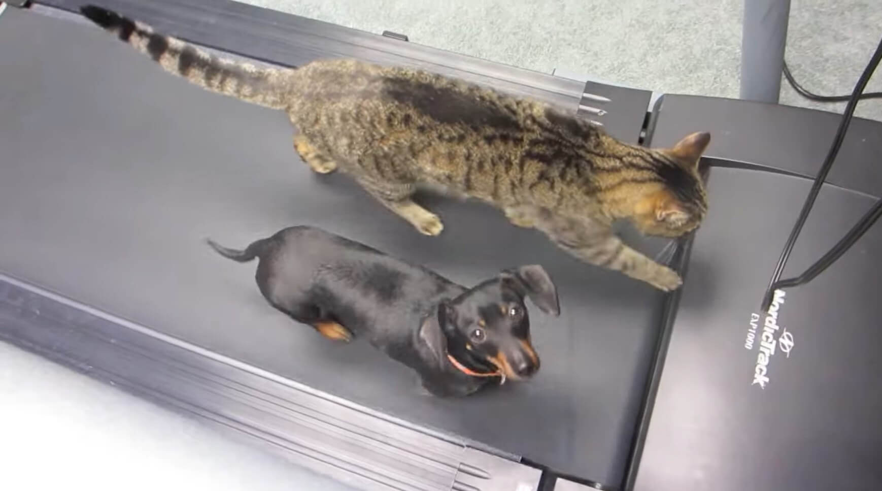 ダックスフンド,動画