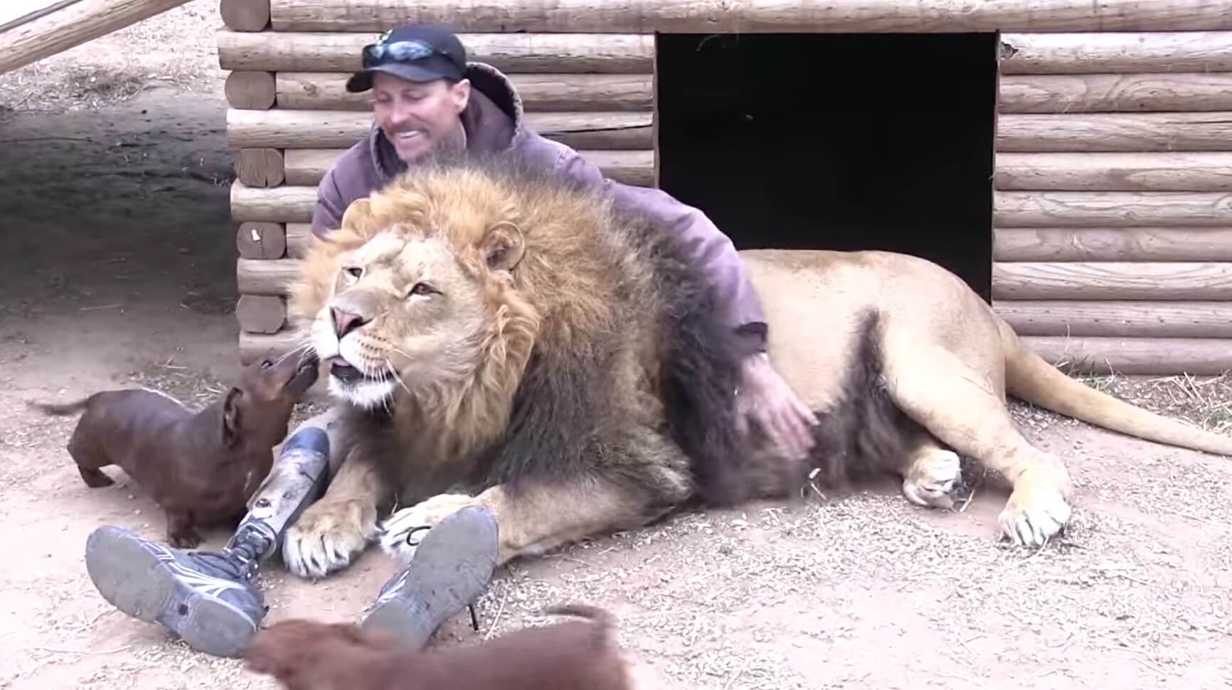 ダックスフンド,動画