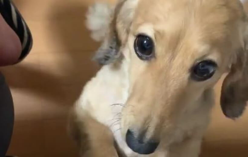 ダックスフンド,動画