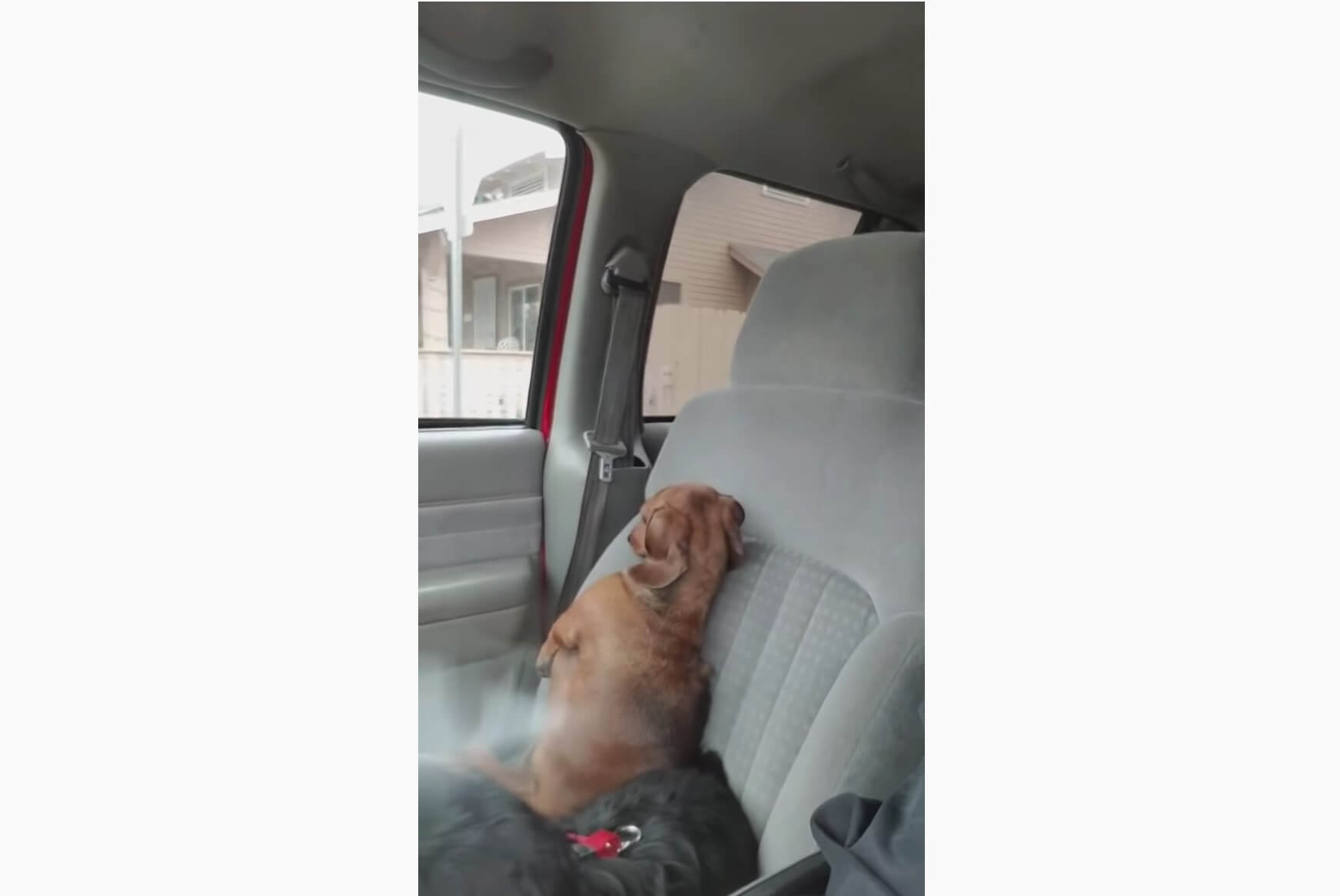 ダックスフンド,動画