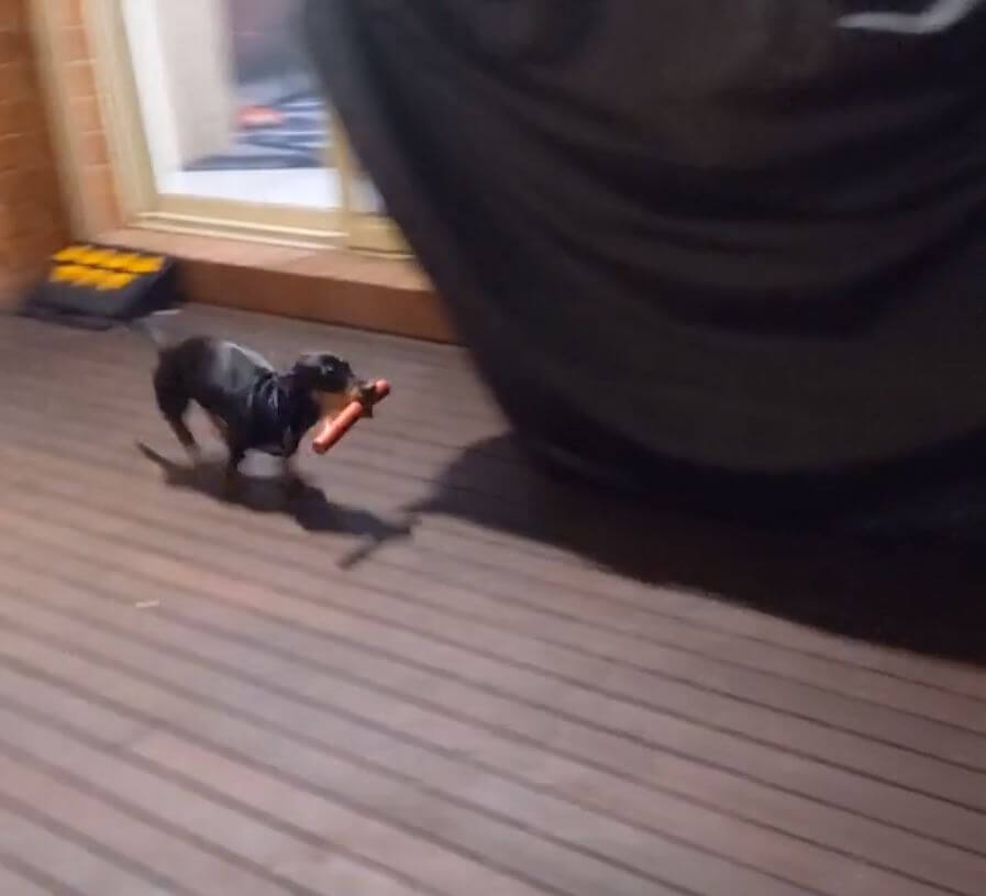 ダックスフンド,動画