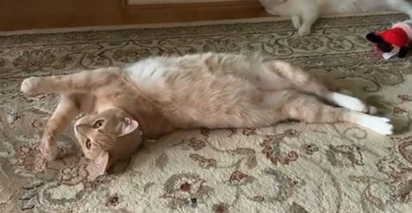 ダックスフンド,動画