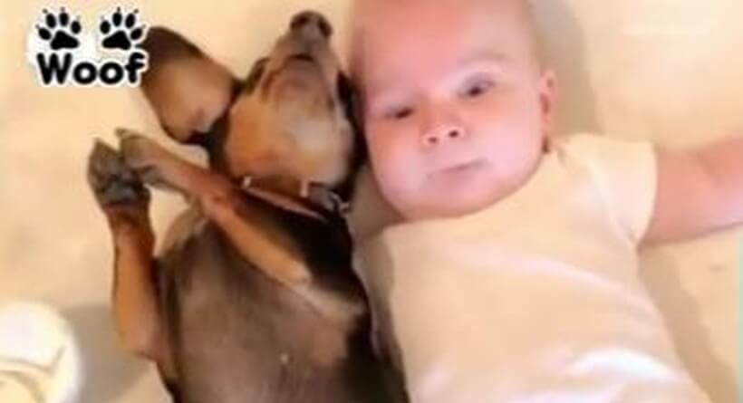 ダックスフンド,動画