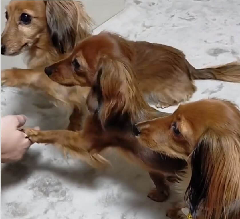 ダックスフンド,動画