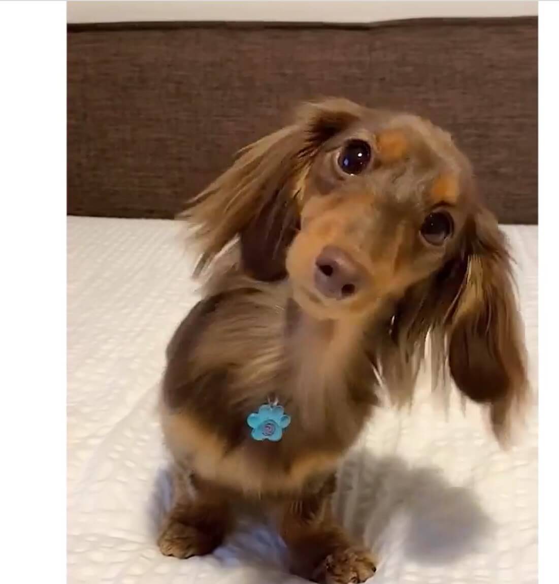 ダックスフンド,動画