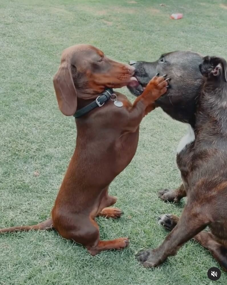 ダックスフンド,動画