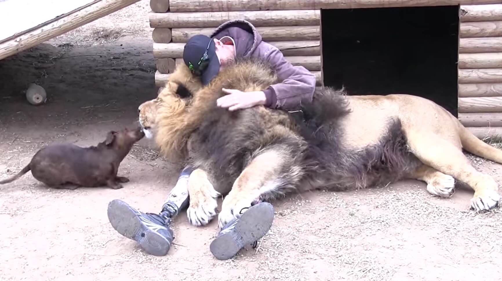 ダックスフンド,動画