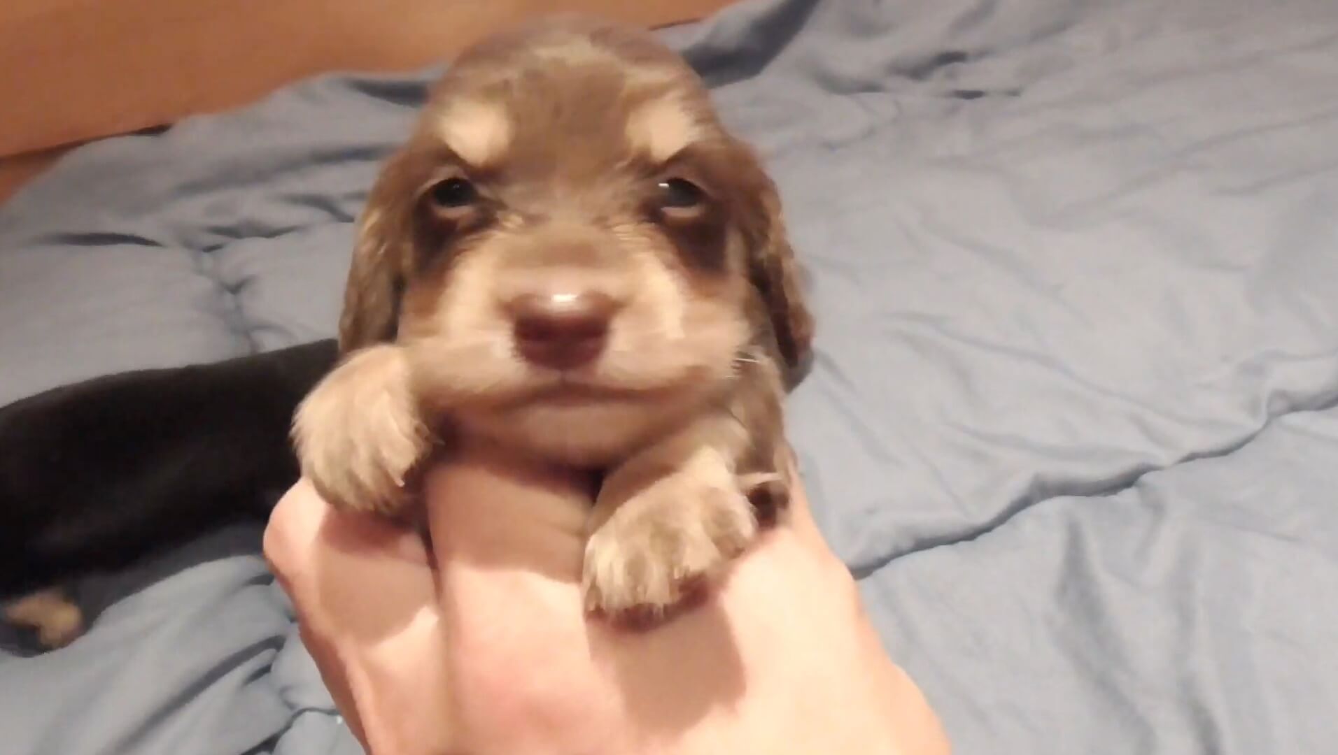 ダックスフンド,動画