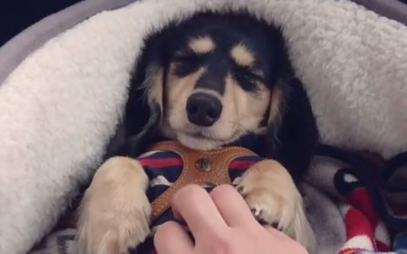 ダックスフンド,動画