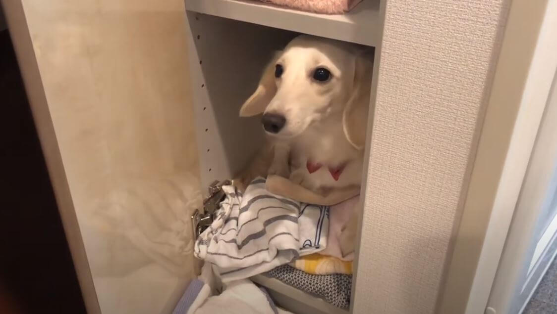 ダックスフンド,動画