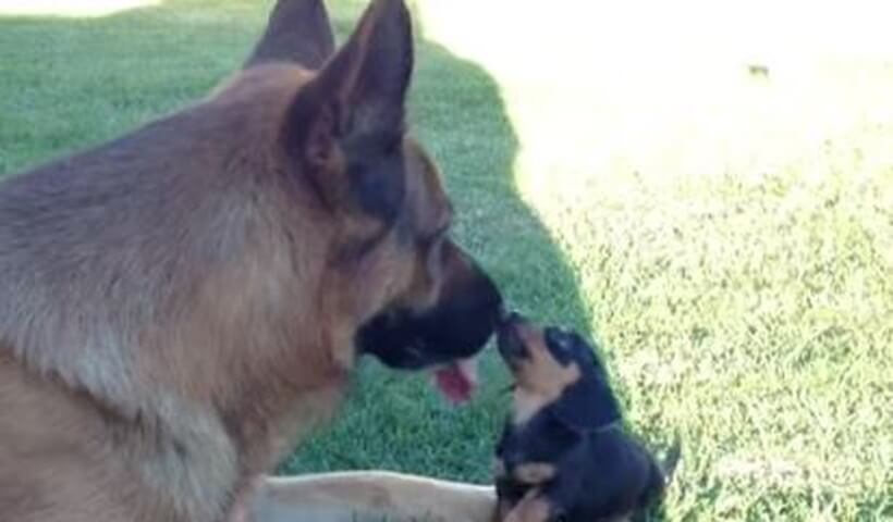 ダックスフンド,動画