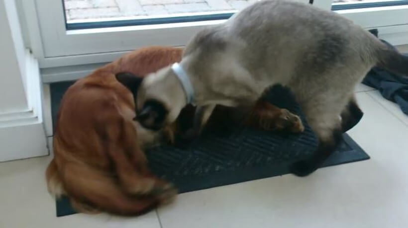 ダックスフンド,動画