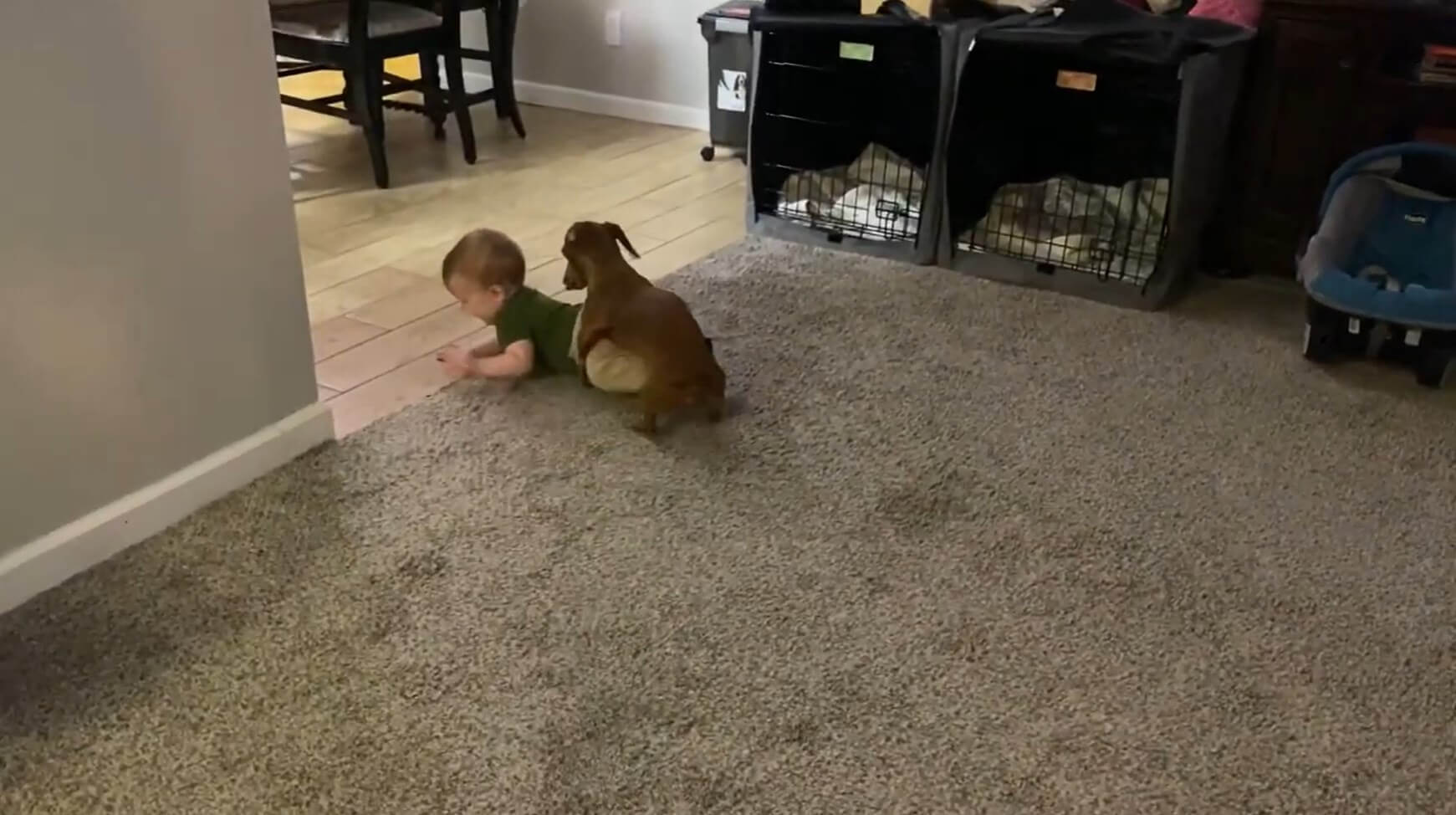 ダックスフンド,動画