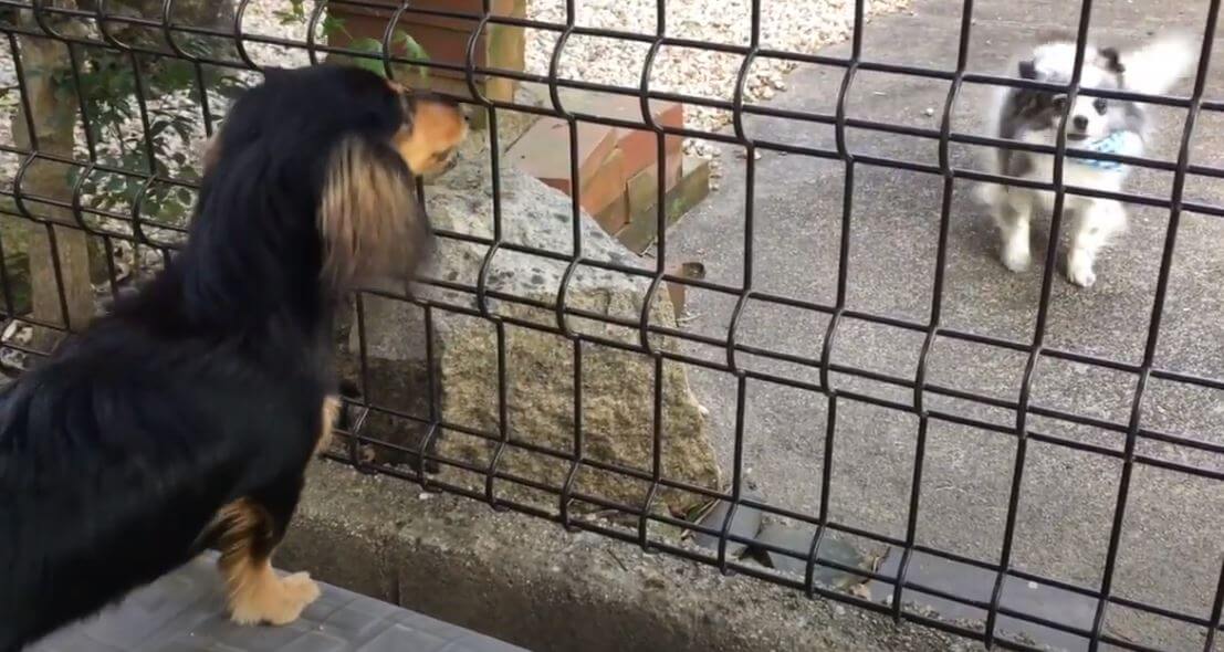 ダックスフンド,動画