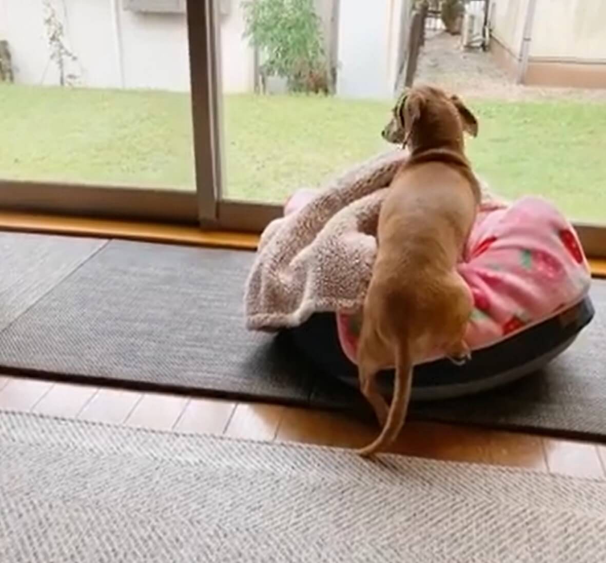 ダックスフンド,動画