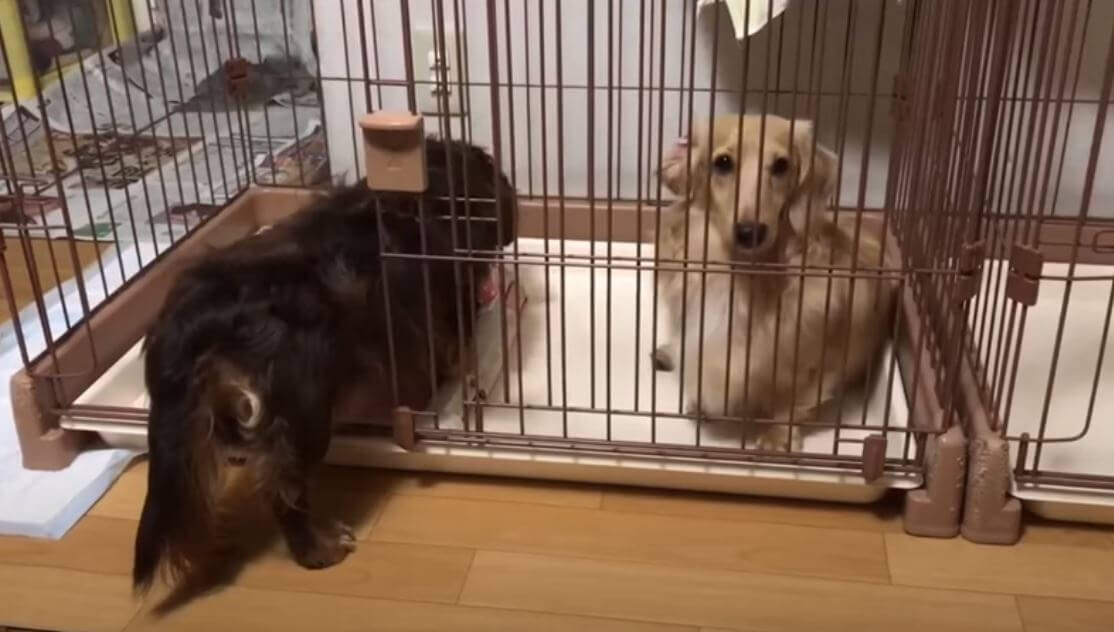 ダックスフンド,動画