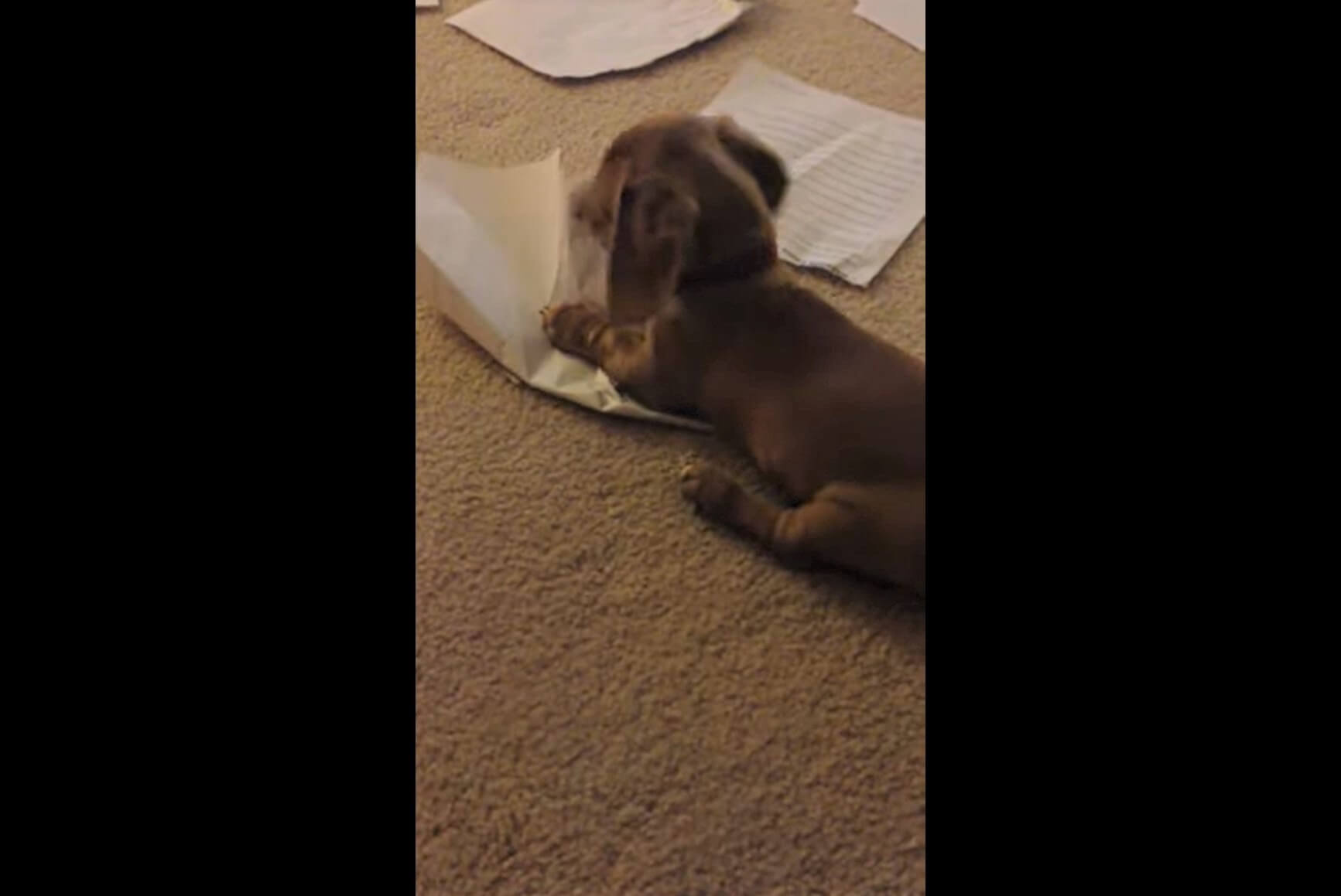 ダックスフンド,動画