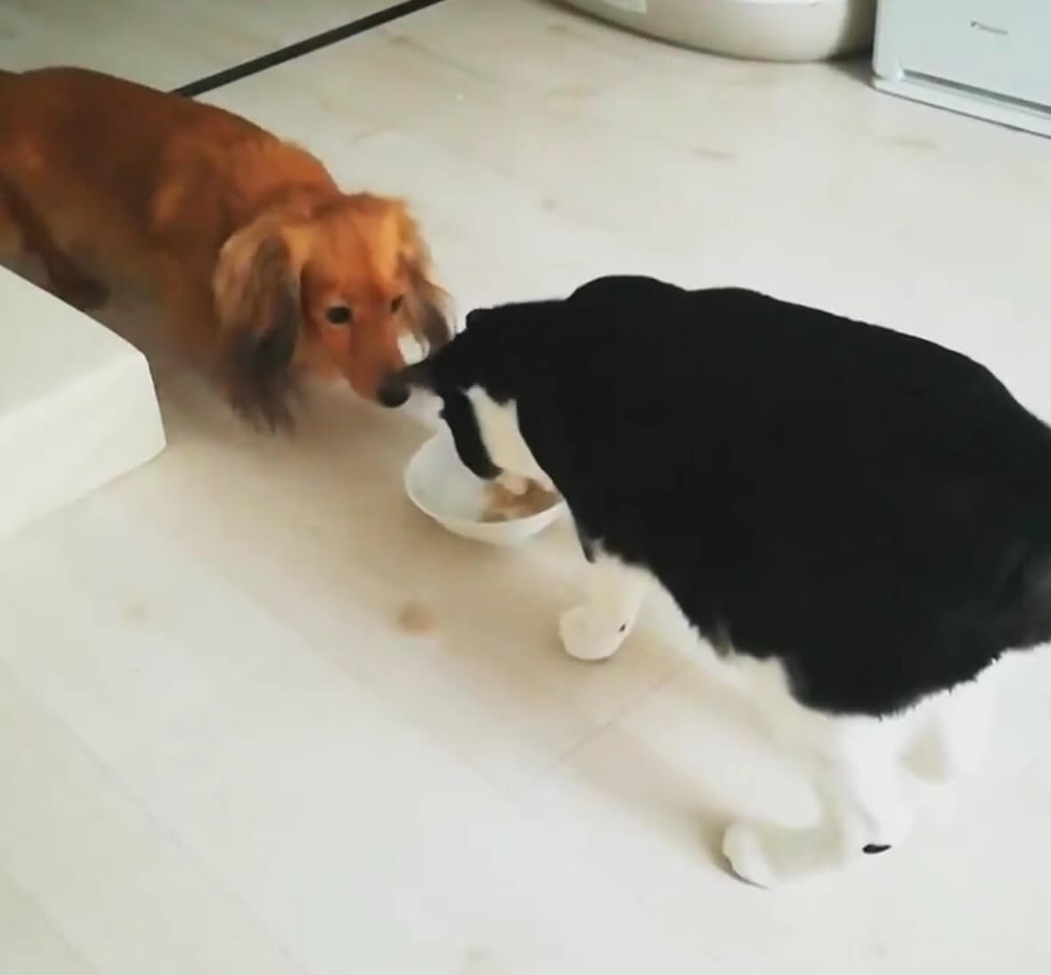 ダックスフンド,動画