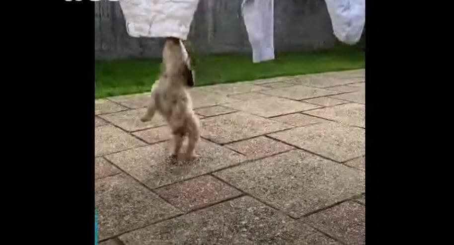 ダックスフンド,動画