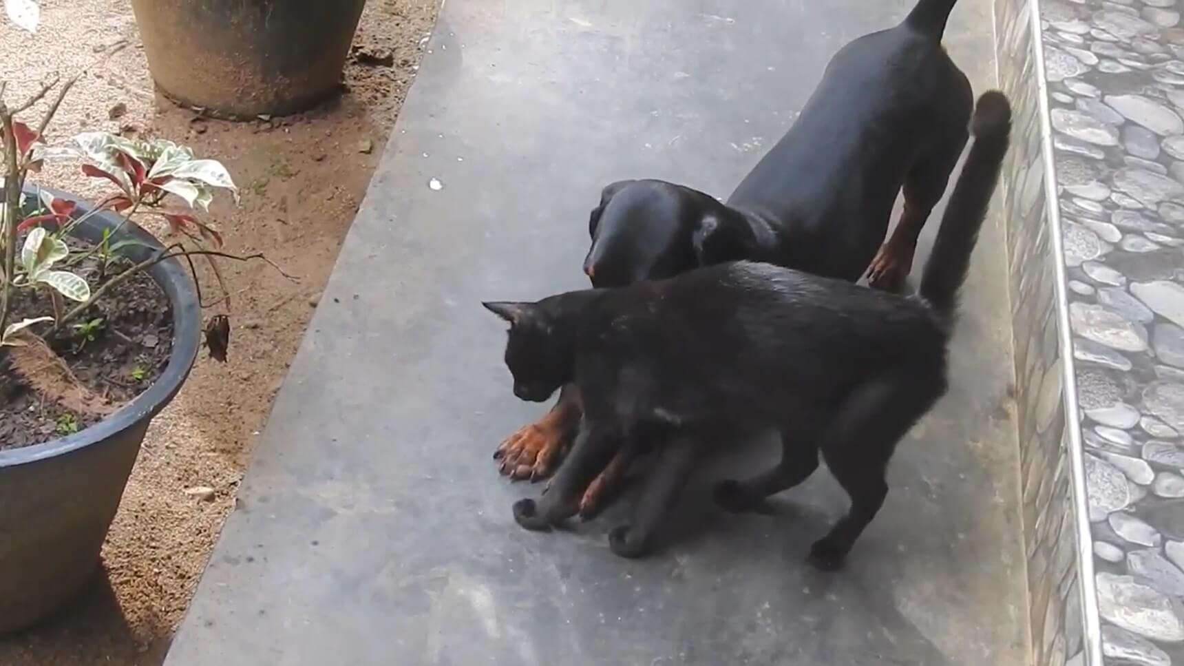 ダックスフンド,動画