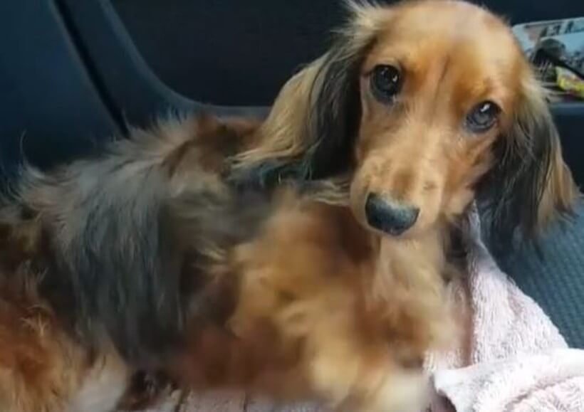 ダックスフンド,動画