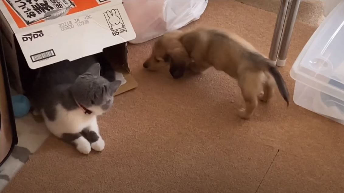 ダックスフンド,動画