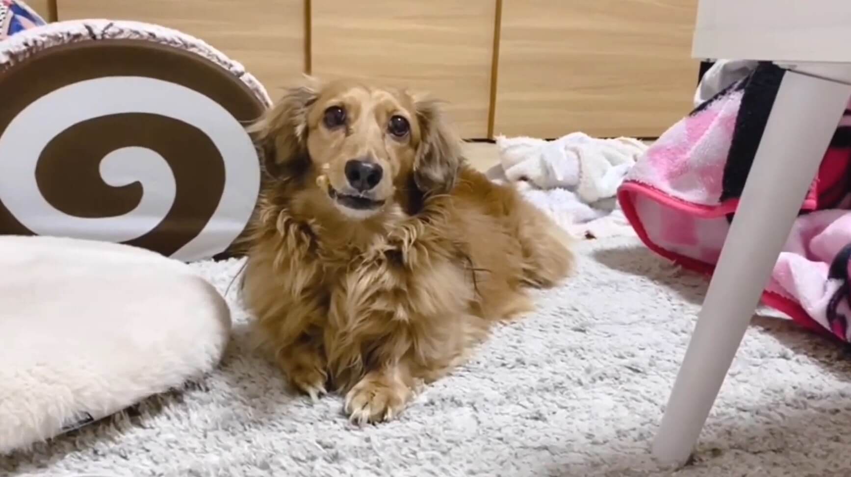 ダックスフンド,動画