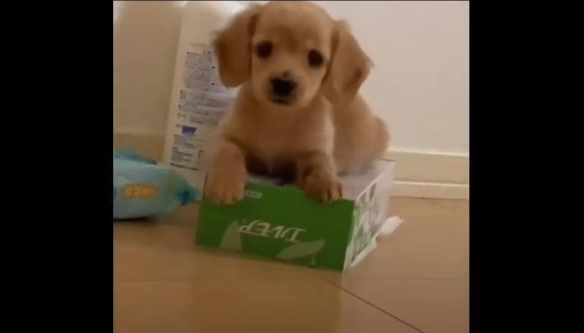 ダックスフンド,動画