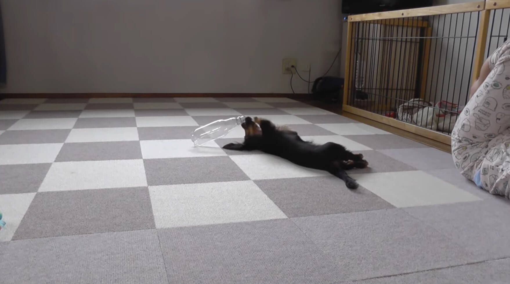 ダックスフンド,動画