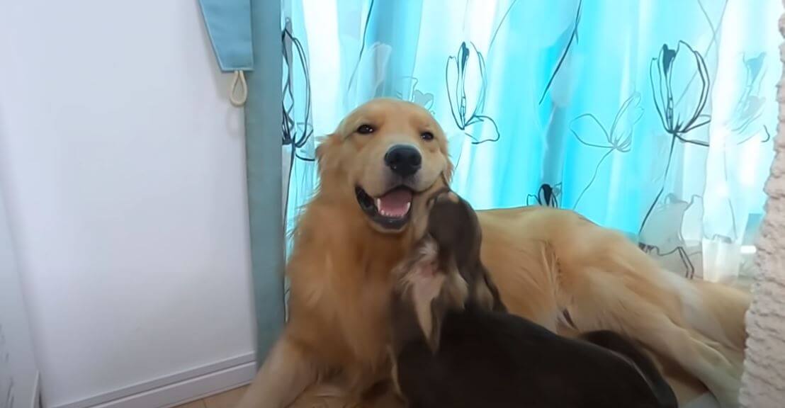 ダックスフンド,動画