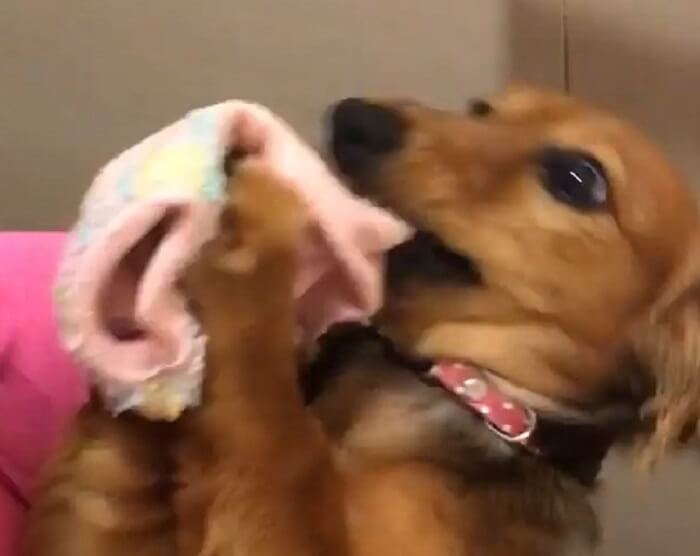 ダックスフンド,動画