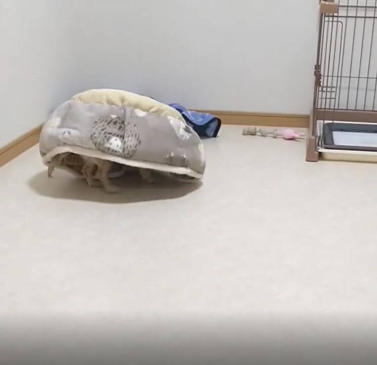 ダックスフンド,動画