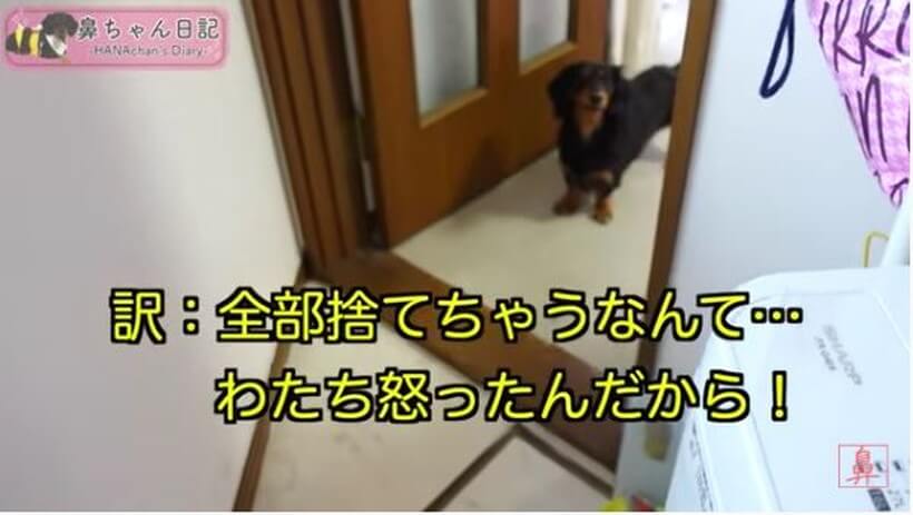 ダックスフンド,動画