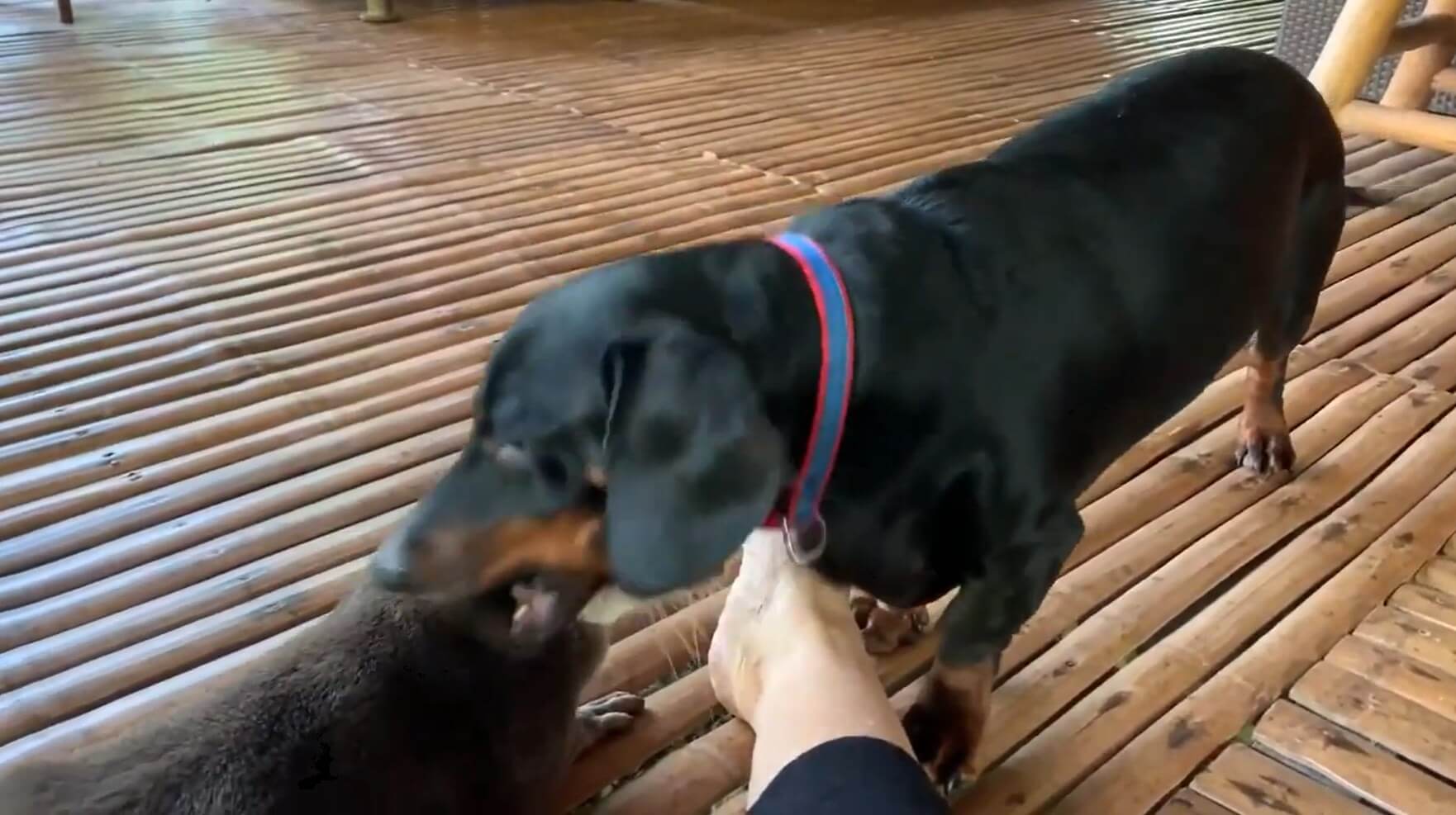 ダックスフンド,動画