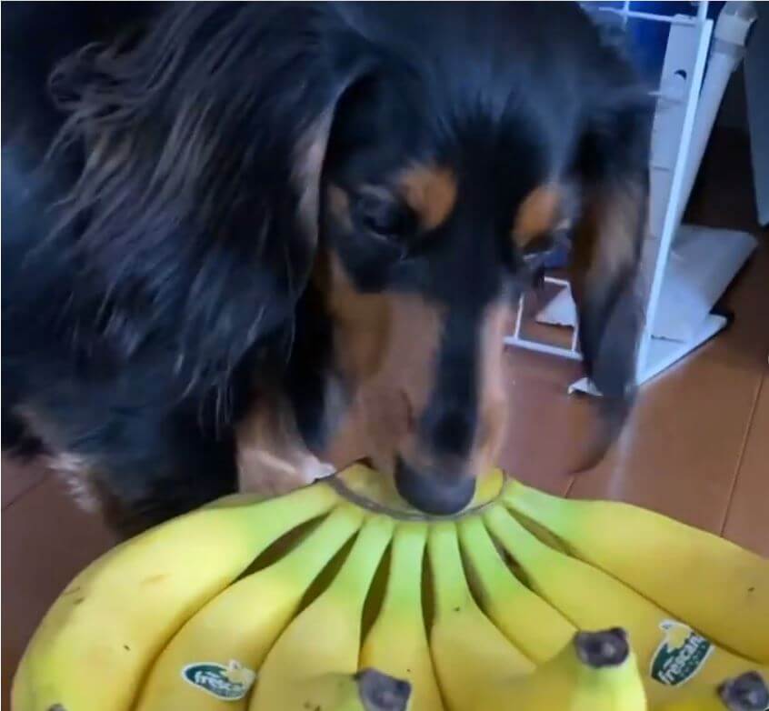 ダックスフンド,動画