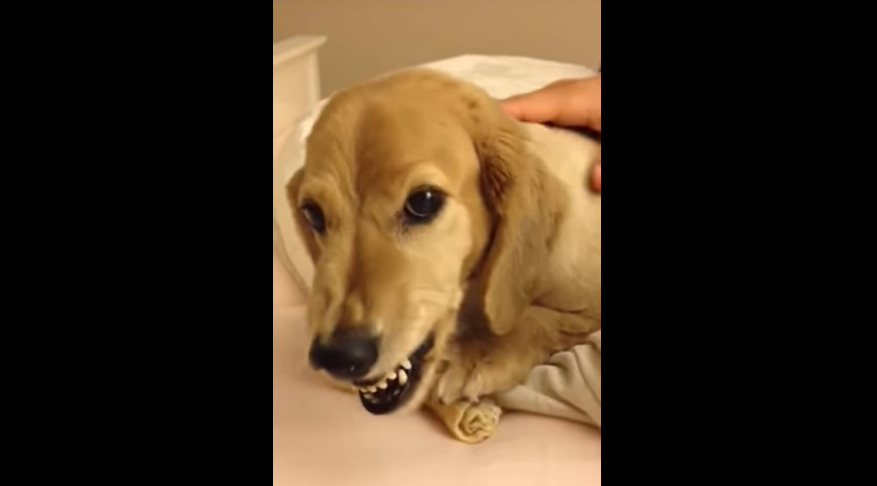 ダックスフンド,動画