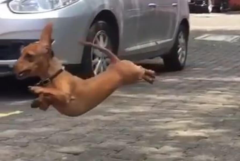 ダックスフンド,動画