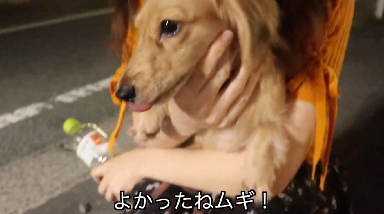 ダックスフンド,動画