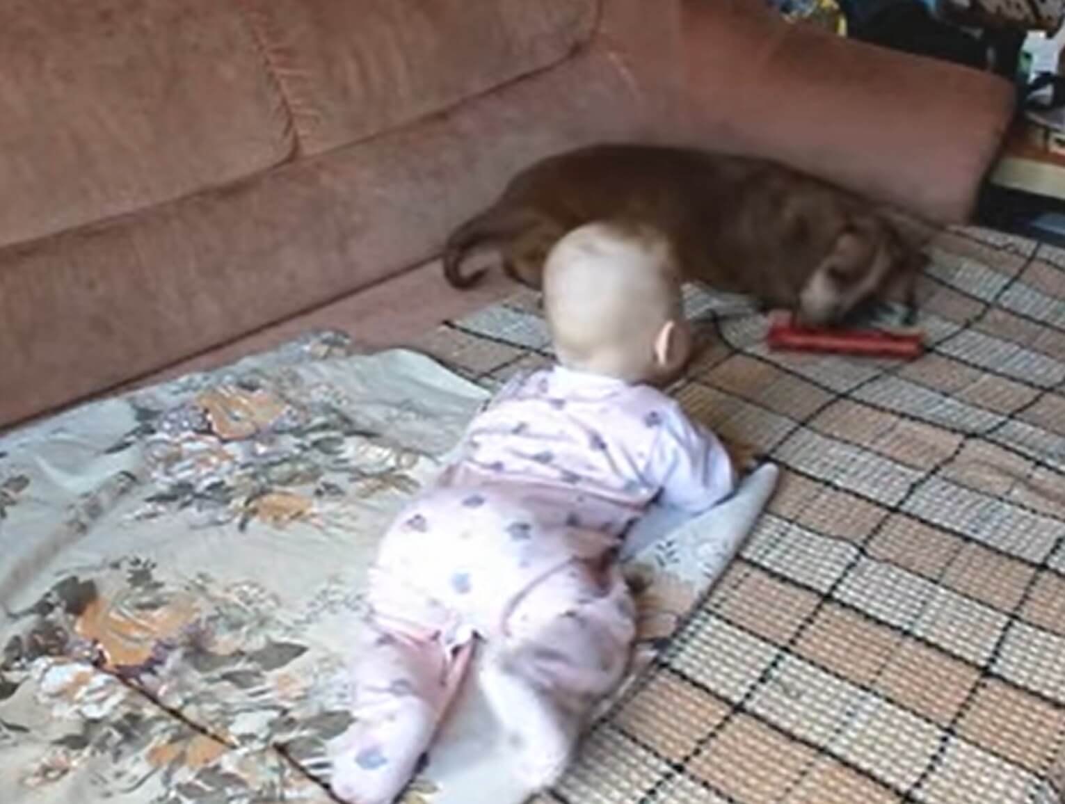 ダックスフンド,動画