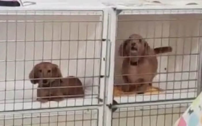 ダックスフンド,動画