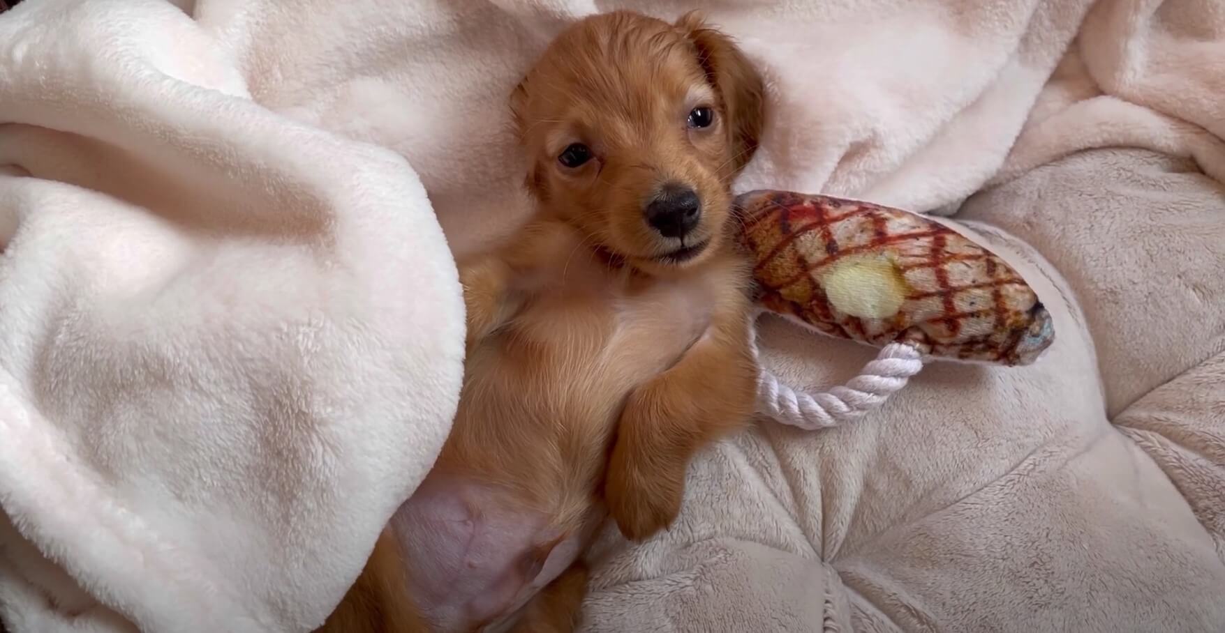 ダックスフンド,動画