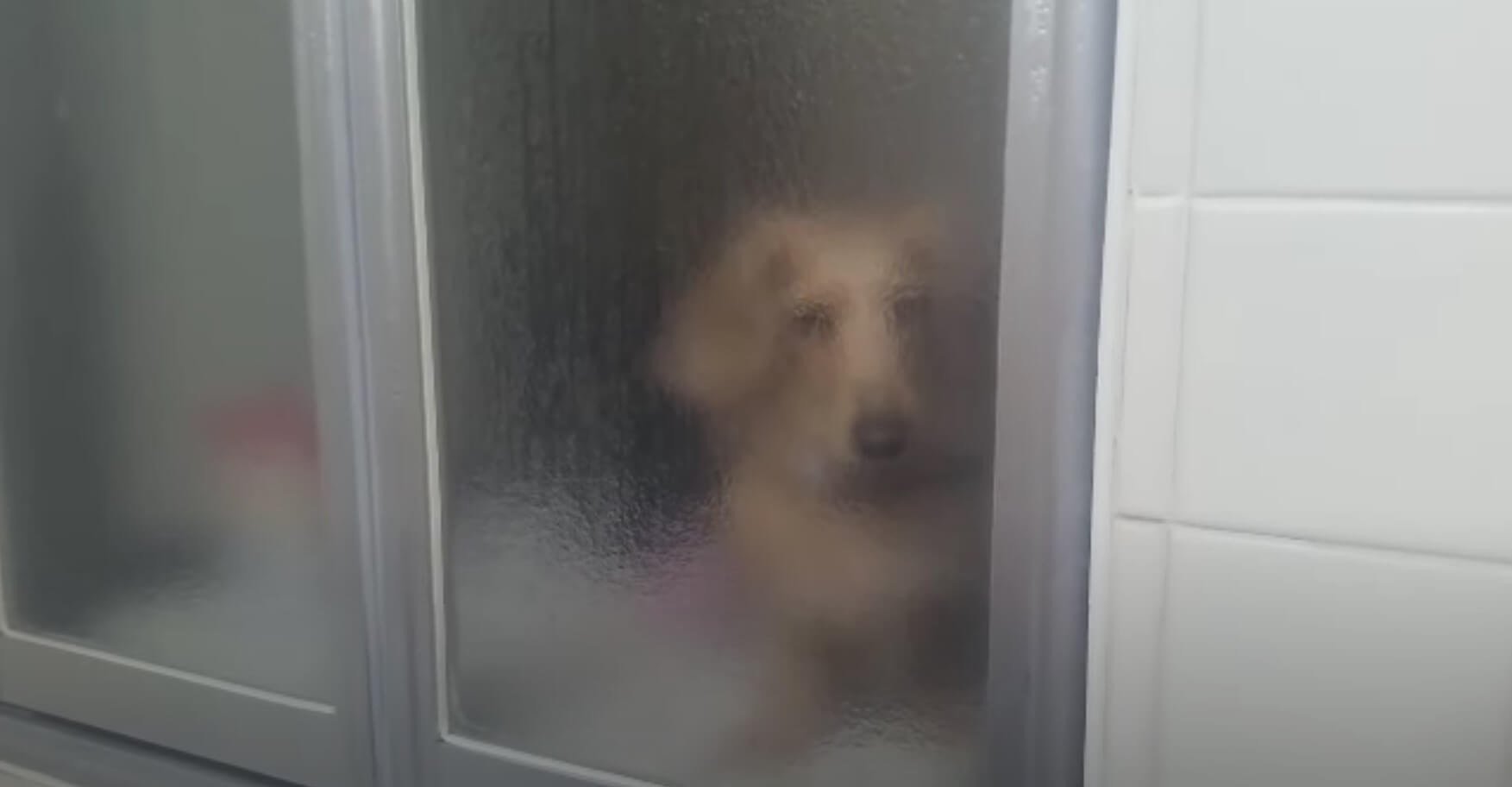 ダックスフンド,動画