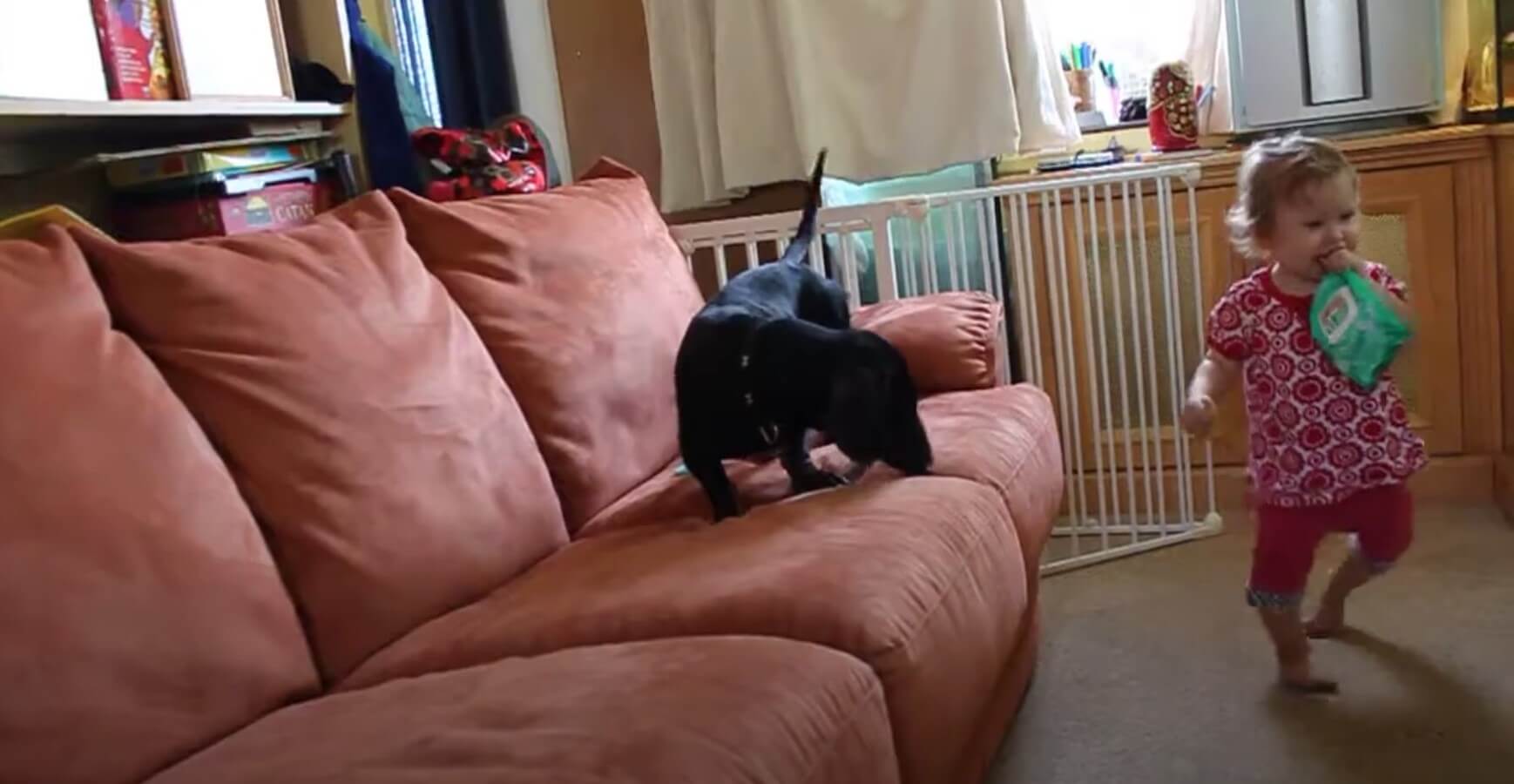 ダックスフンド,動画