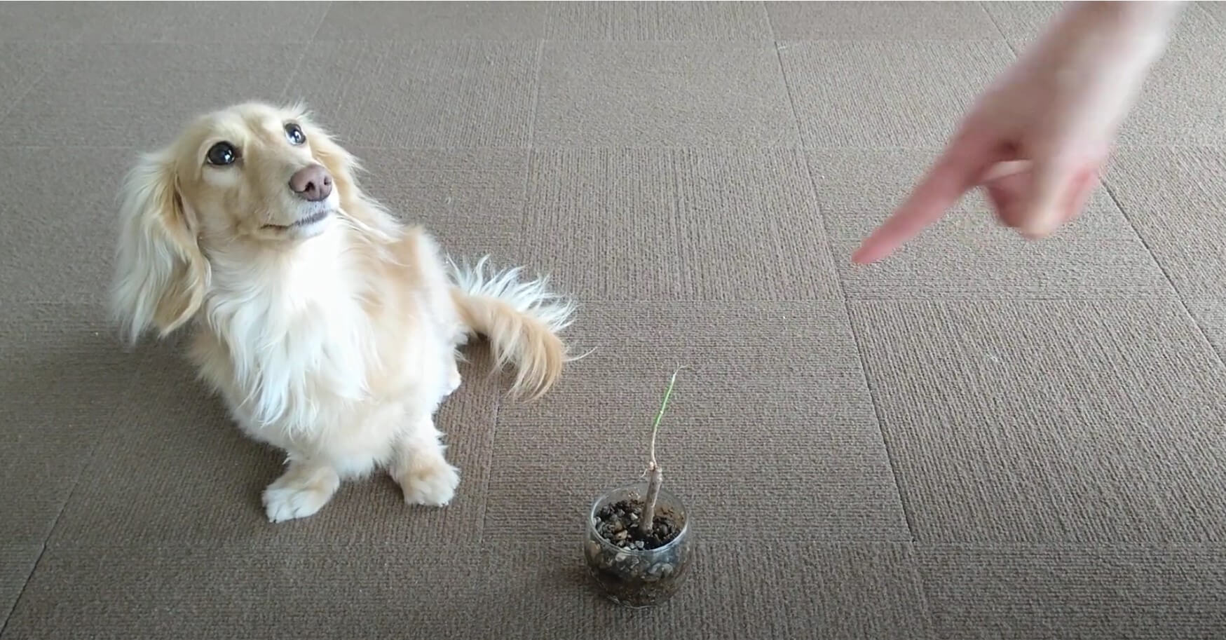 ダックスフンド,動画