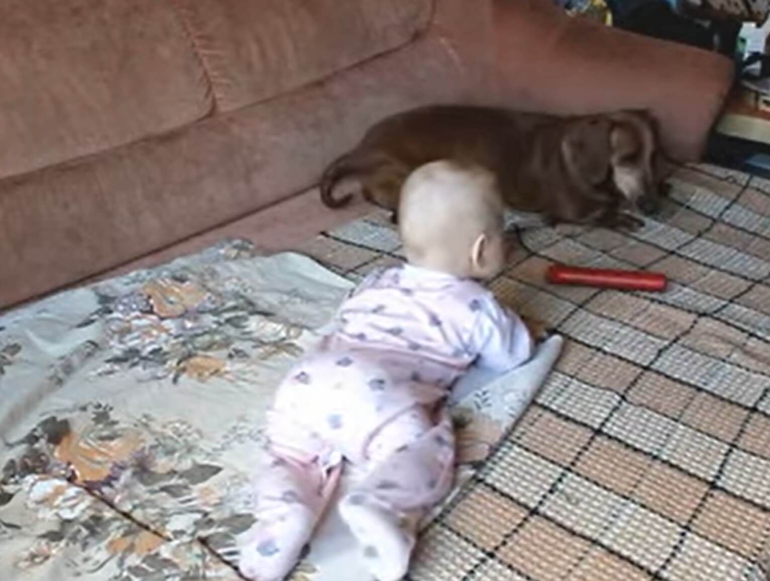 ダックスフンド,動画